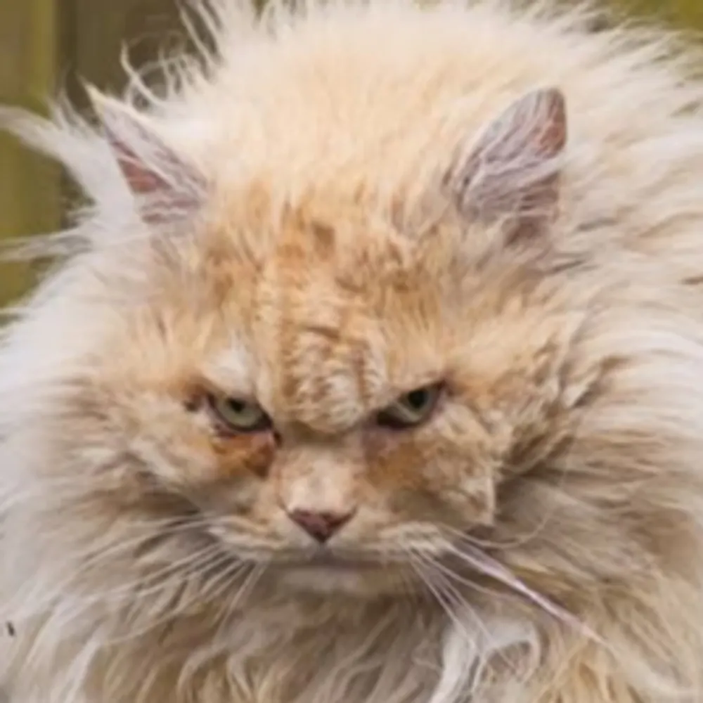 nuneslemontree.bsky.social's profile picture