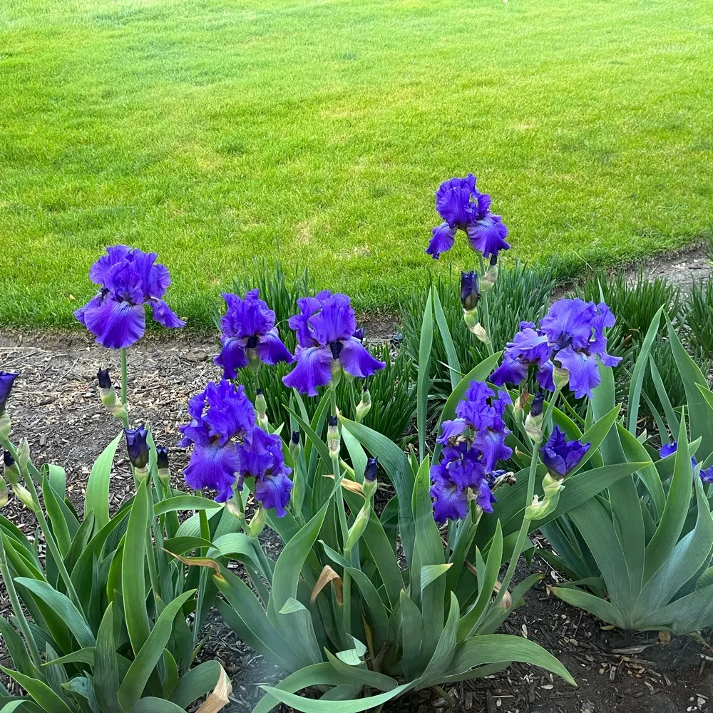 trixxyil.bsky.social's profile picture