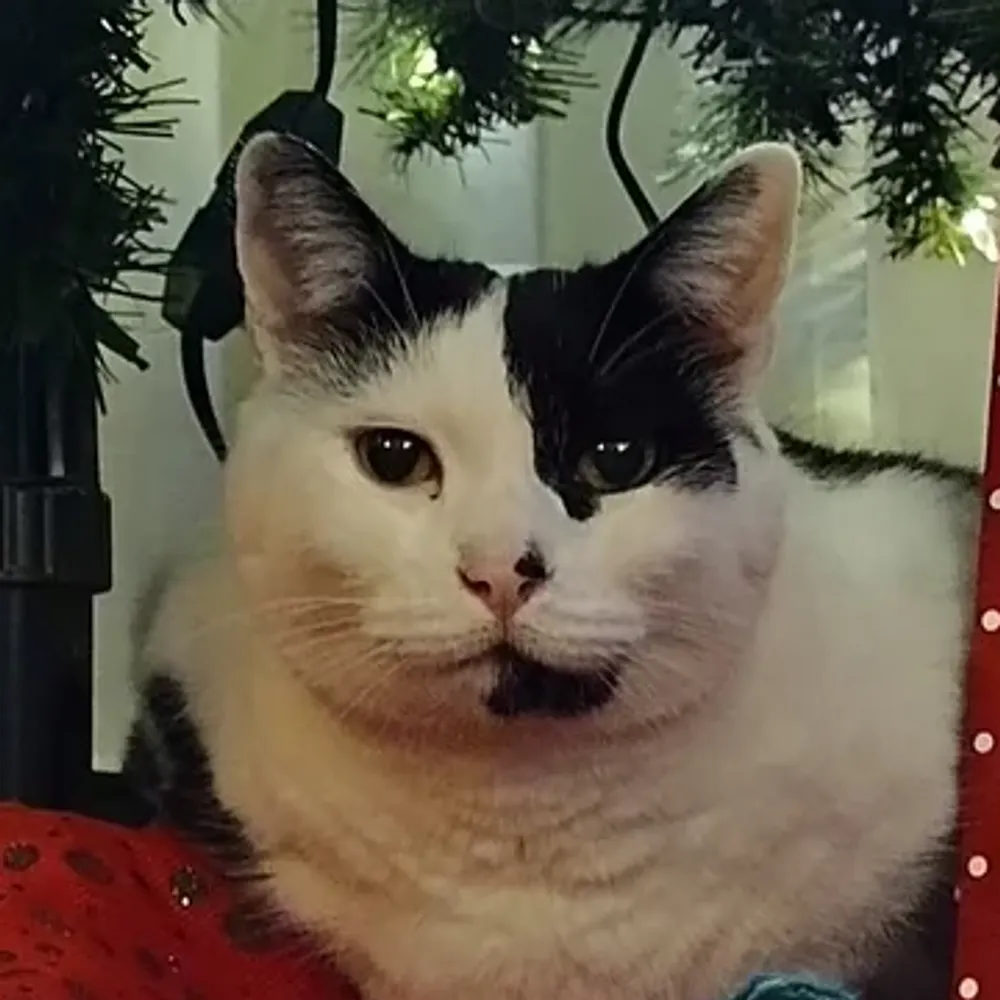 olyteddy.bsky.social's profile picture