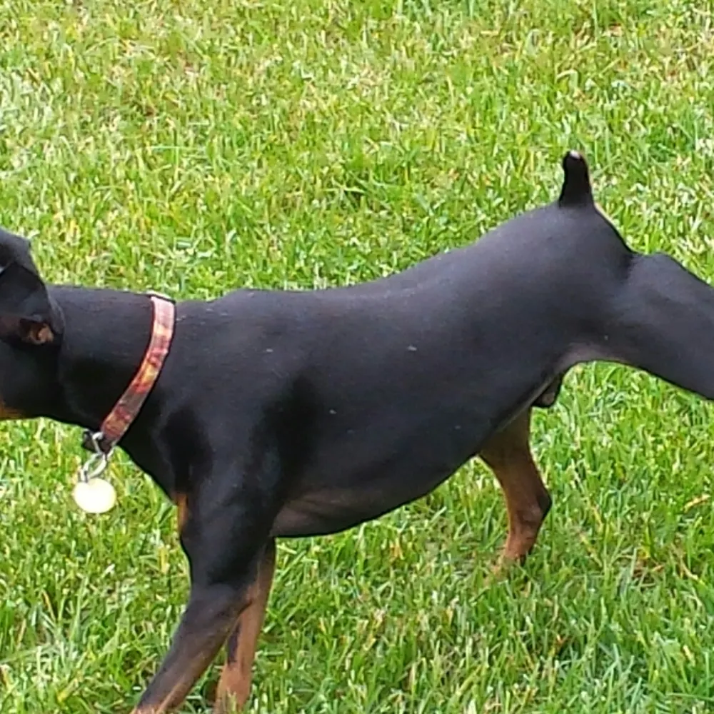 10dogmom.bsky.social's profile picture