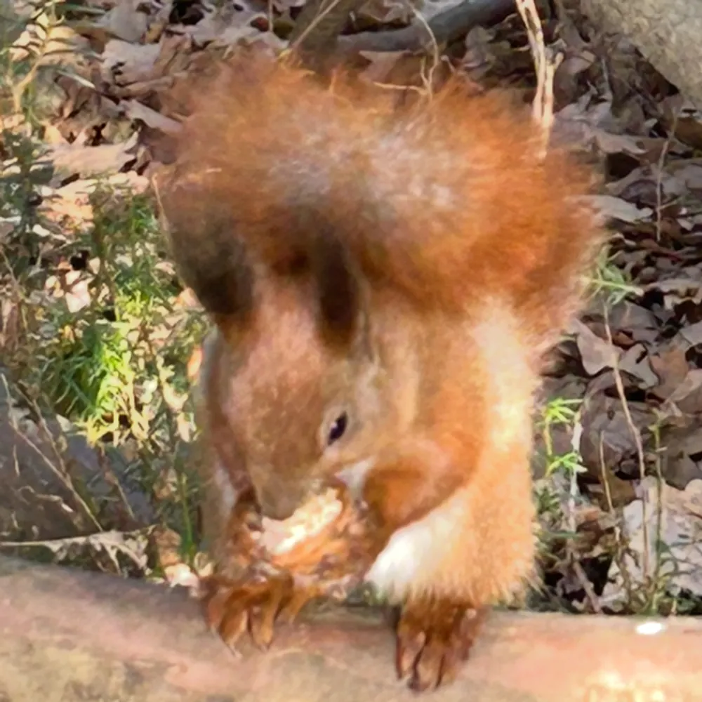 ecureuil71.bsky.social's profile picture