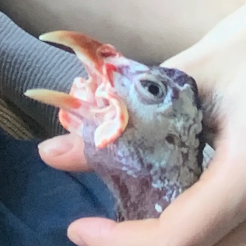 onamorgana.bsky.social's profile picture