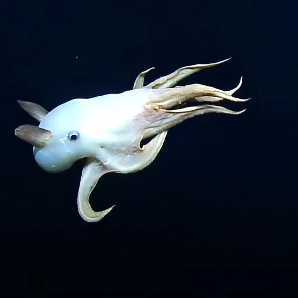 toolate.bsky.social's profile picture