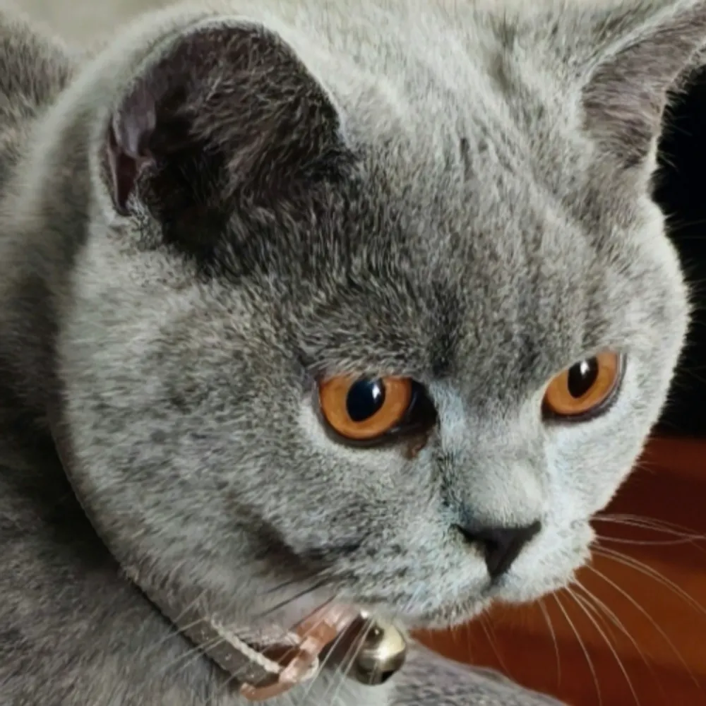 alanshares.bsky.social's profile picture