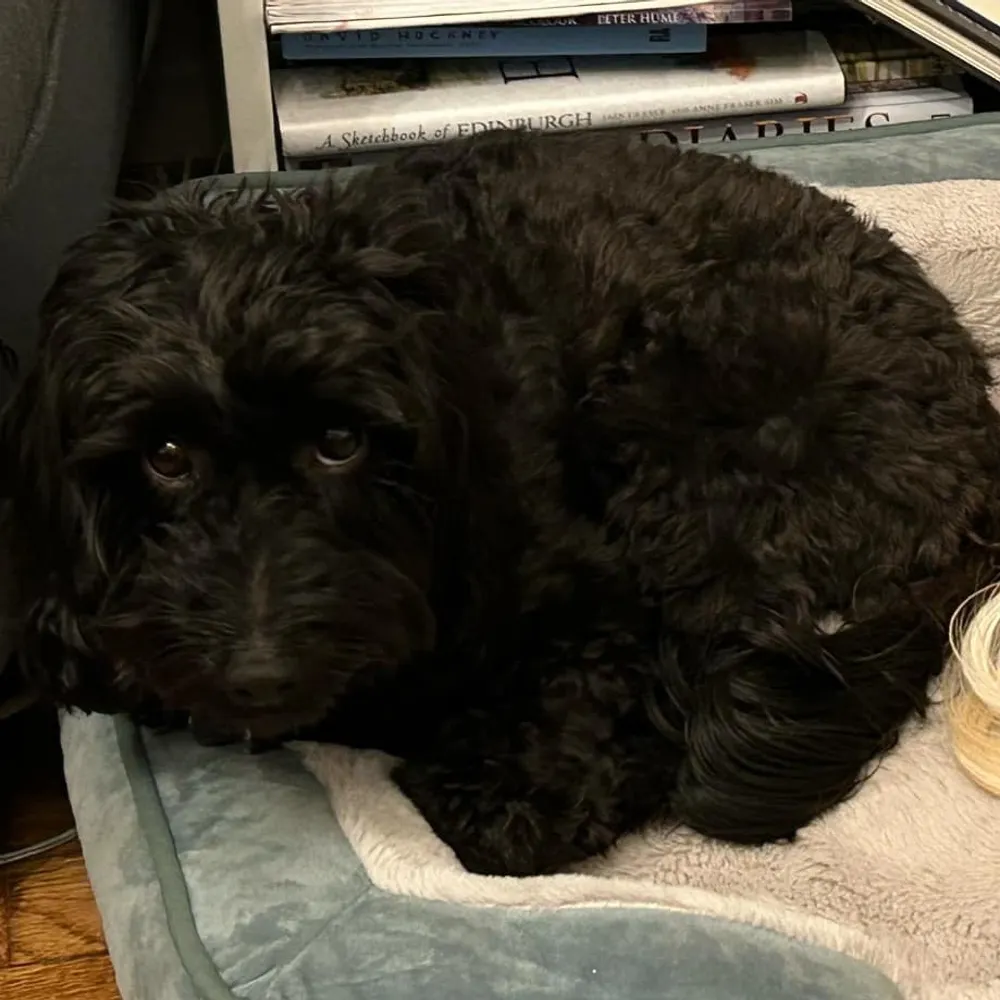 thequestingvole.bsky.social's profile picture