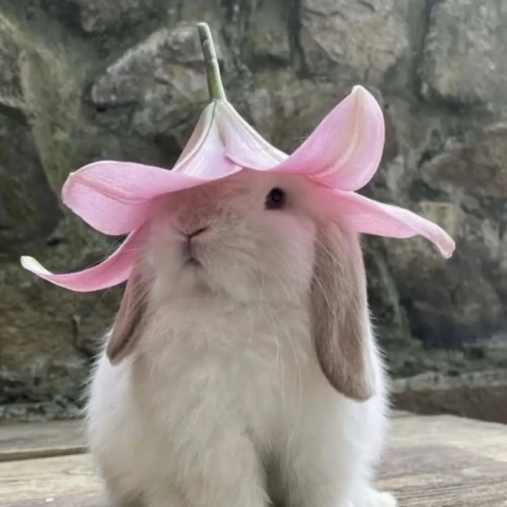 dailybunnies.bsky.social's profile picture