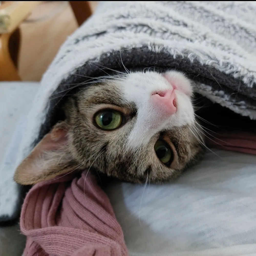 kala-ni.bsky.social's profile picture