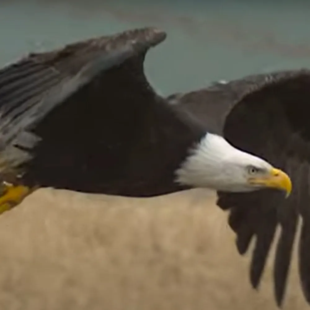 eaglecanfly.bsky.social's profile picture