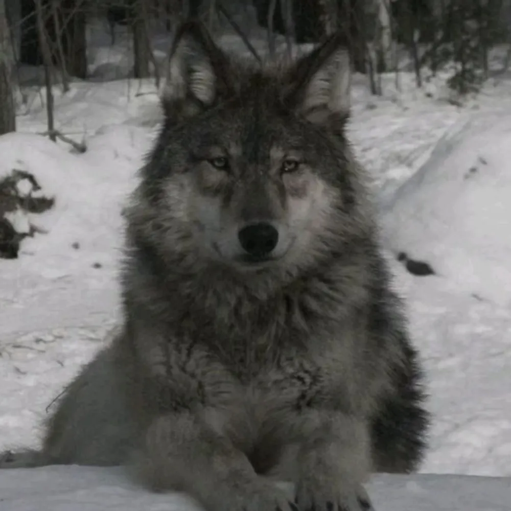 rawmaw.bsky.social's profile picture