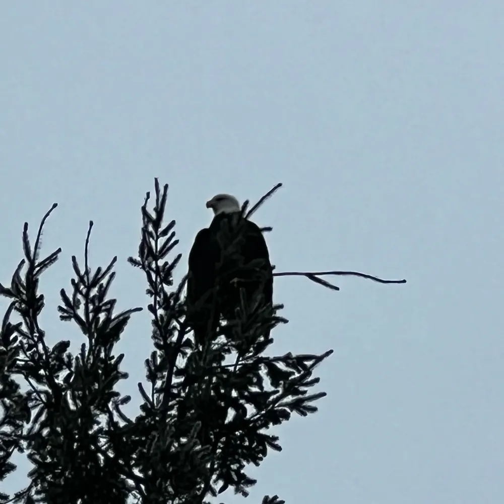 petmomnw.bsky.social's profile picture