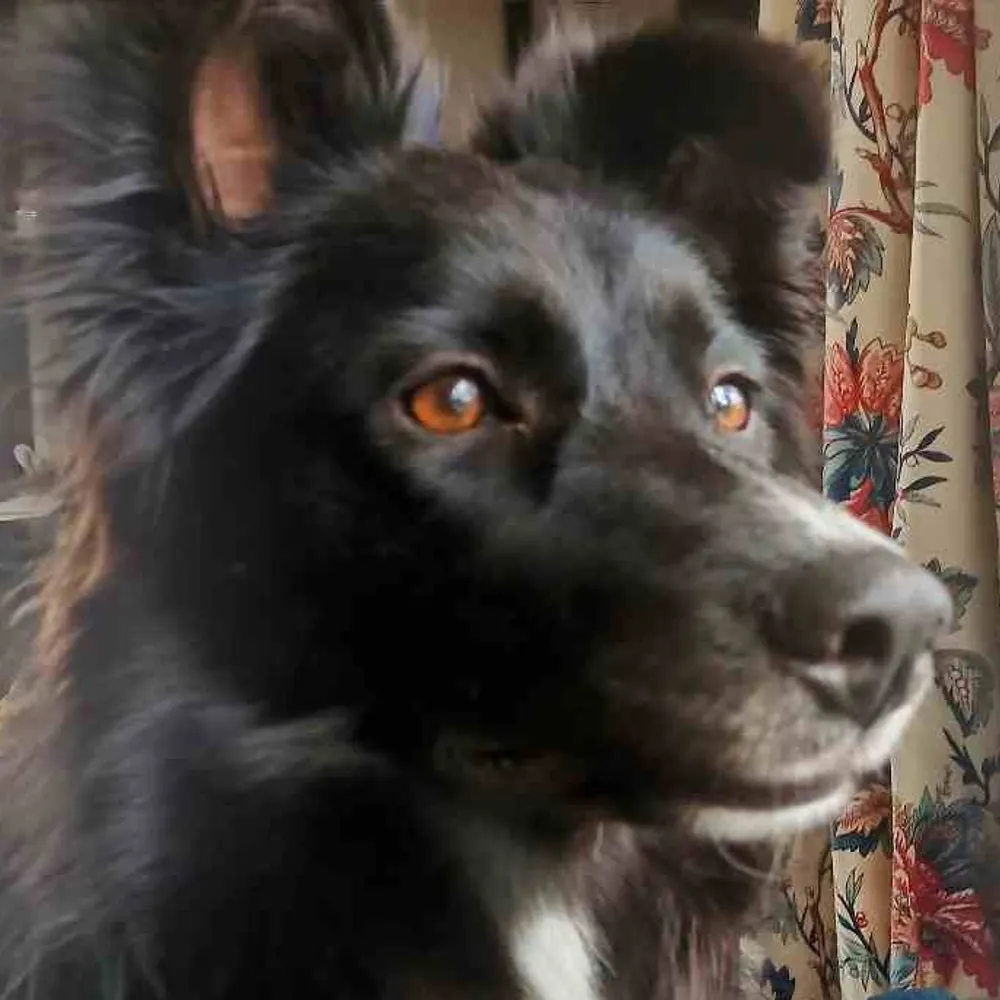 ewokspear.bsky.social's profile picture