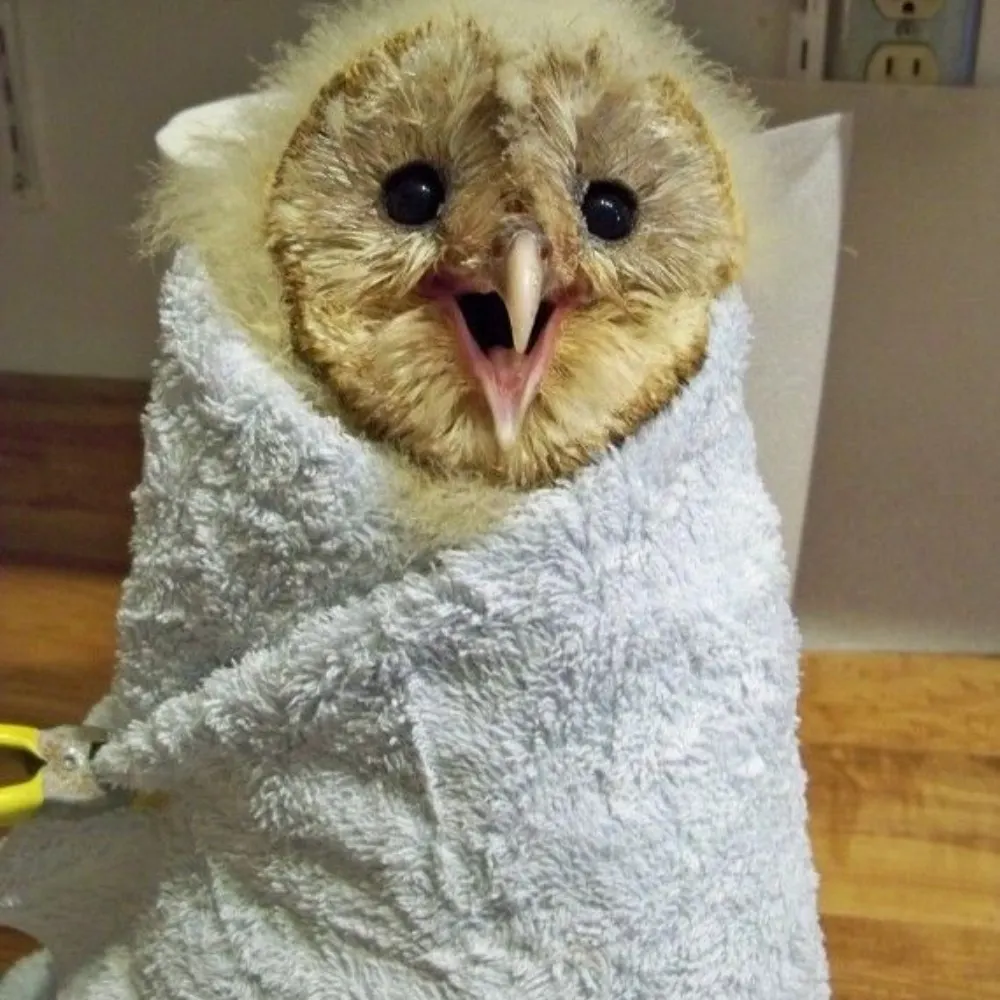 galbinuscaeli.bsky.social's profile picture