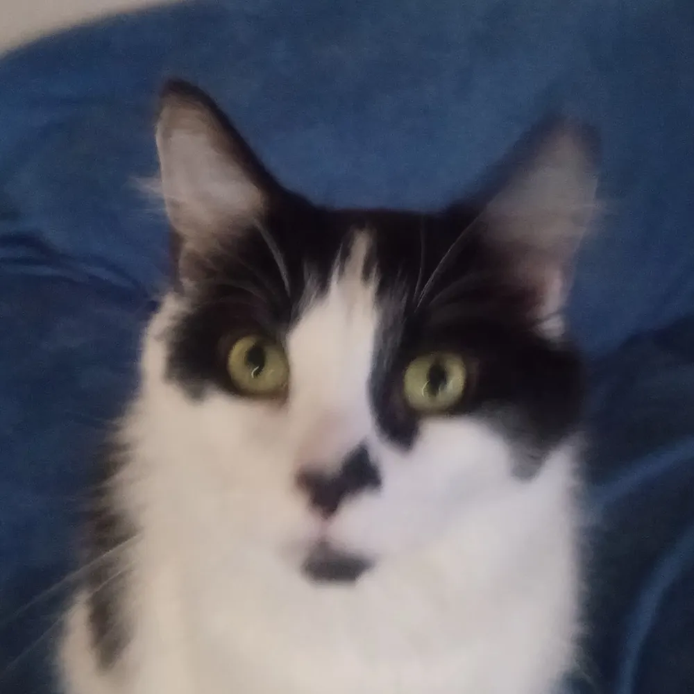 chitowntaurus.bsky.social's profile picture