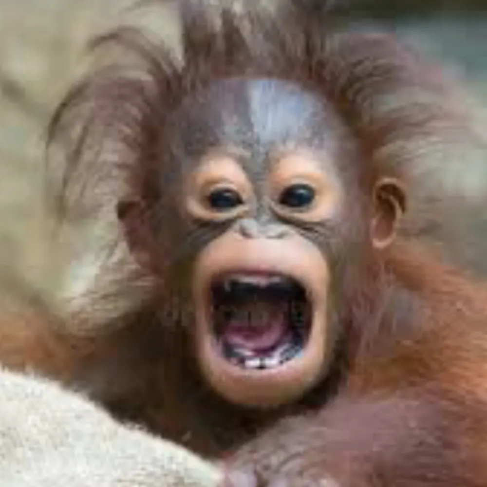 sergenatpac.bsky.social's profile picture