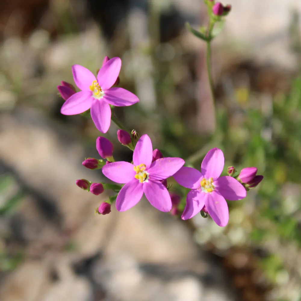 ougonbs.bsky.social's profile picture