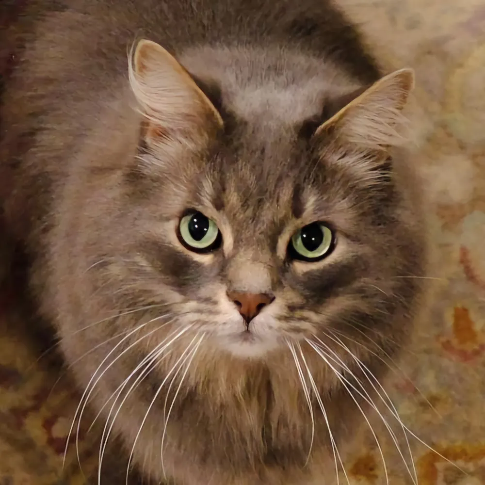 bosherston.bsky.social's profile picture