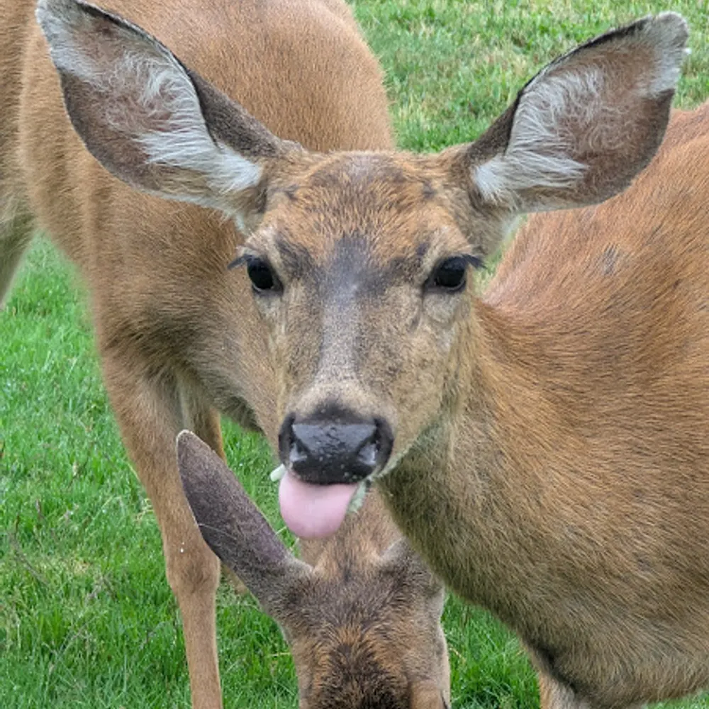thedeerwhisperer.bsky.social's profile picture