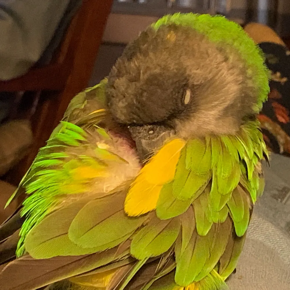 debrajacobson.bsky.social's profile picture