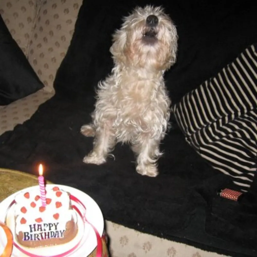 woozle-taffy.bsky.social's profile picture