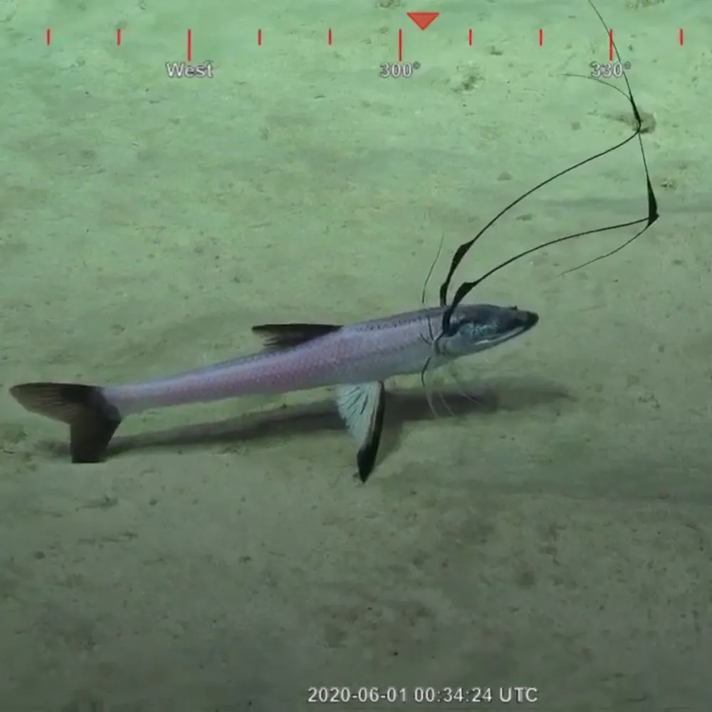 tuexplorer1.bsky.social's profile picture