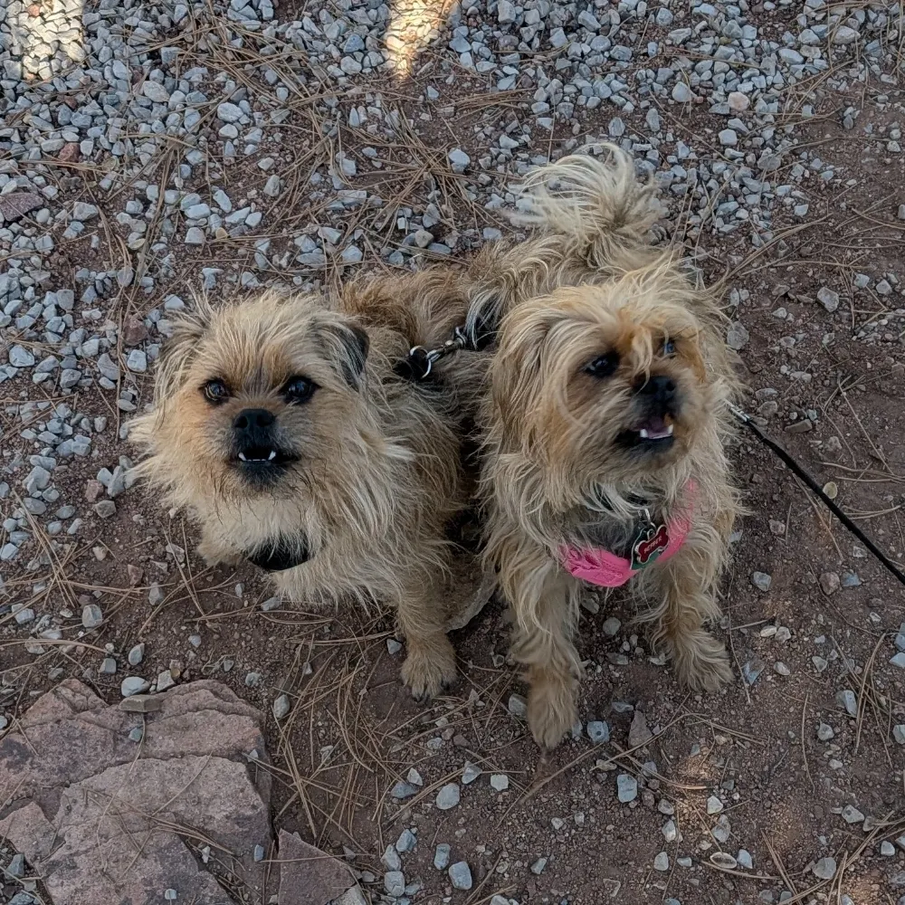 dan2dogs.bsky.social's profile picture