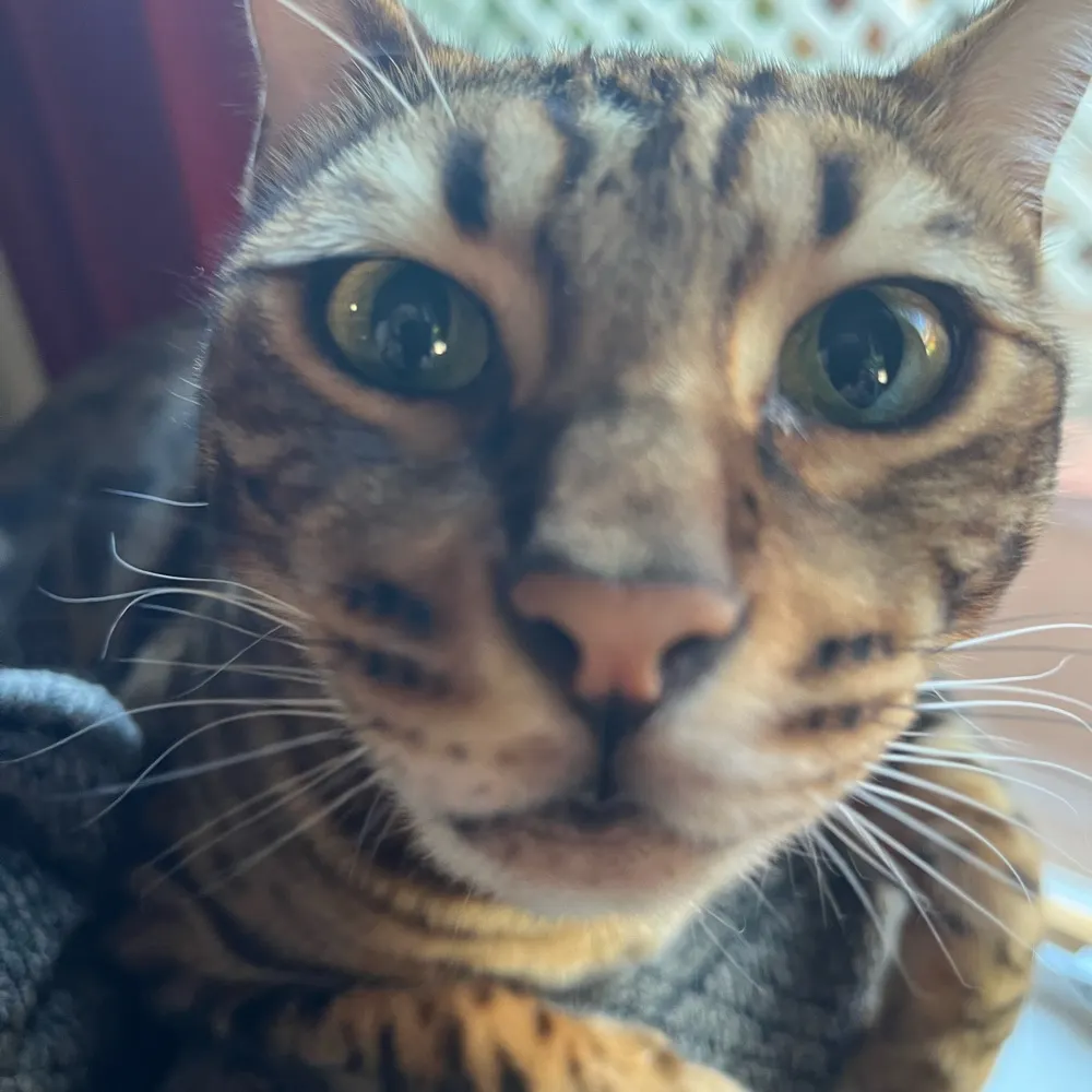 mercurywoodrose.bsky.social's profile picture