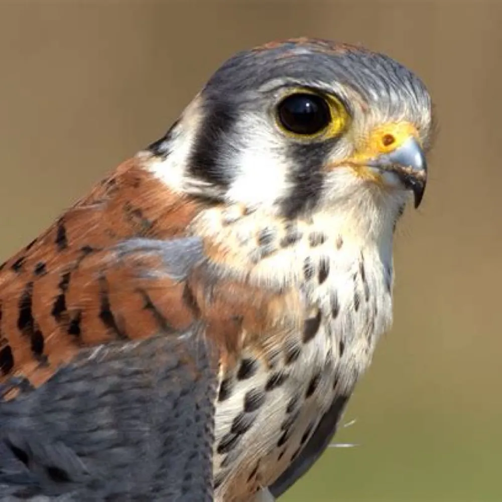 nibley.bsky.social's profile picture