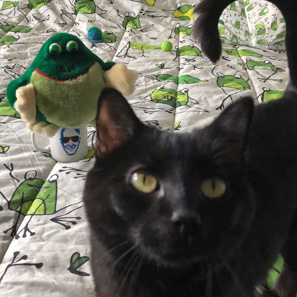 ferkymcfrog.bsky.social's profile picture