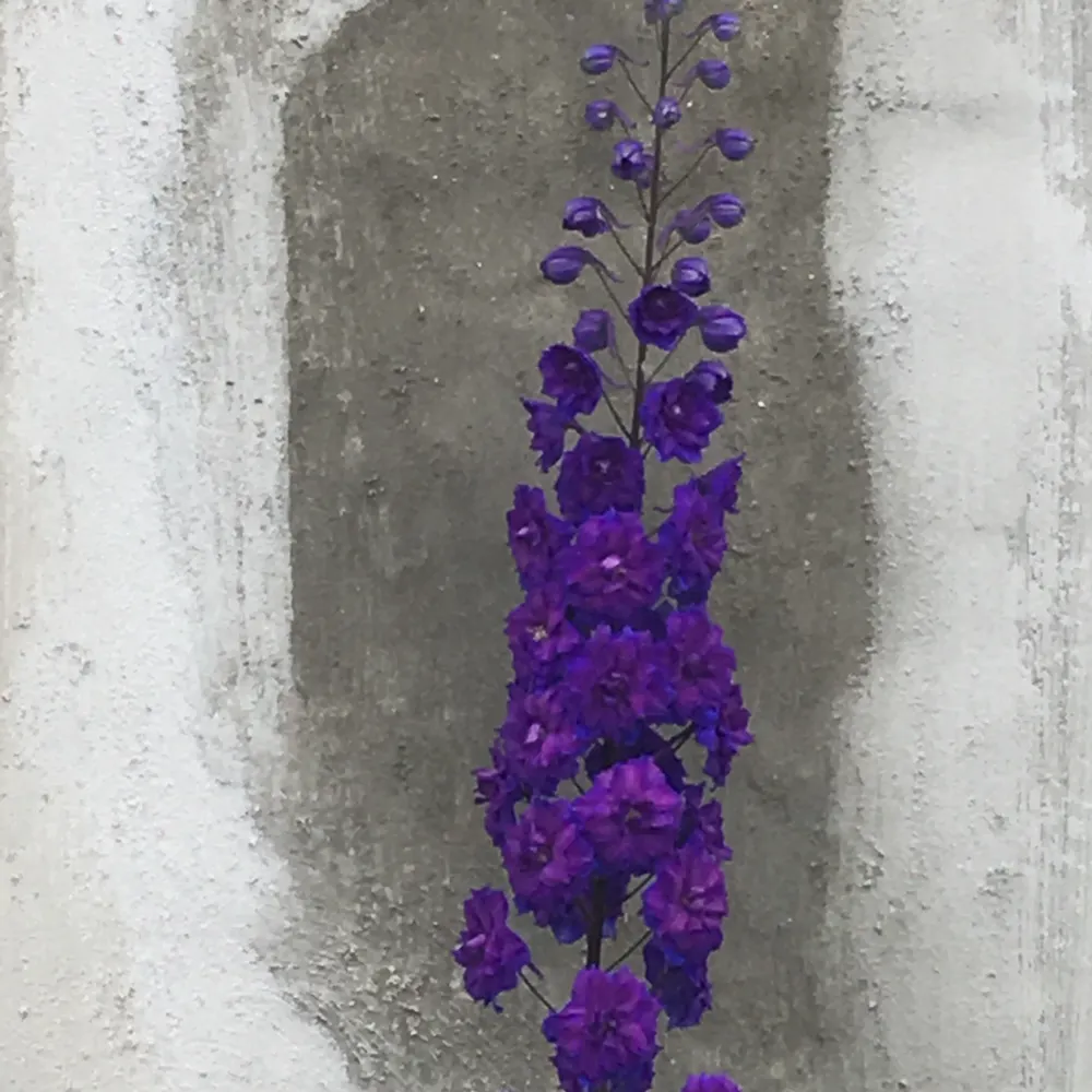 pdpittsburgh.bsky.social's profile picture