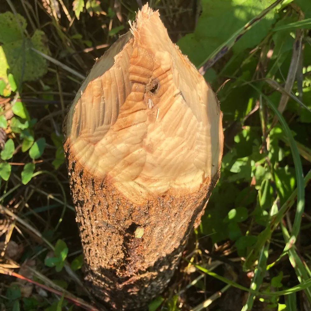 willowchomp.bsky.social's profile picture