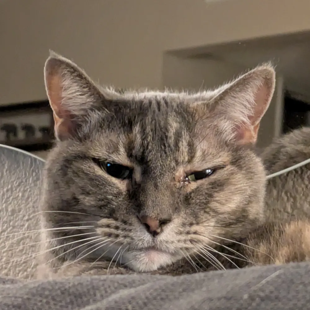 debkat.bsky.social's profile picture