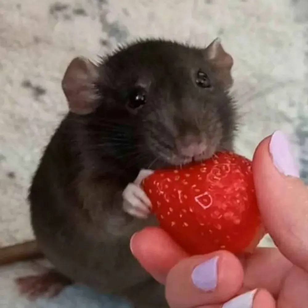 kvrasv.bsky.social's profile picture