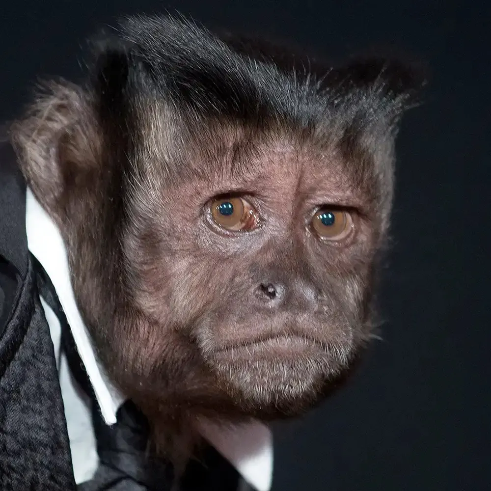 somanymonkeys.bsky.social's profile picture