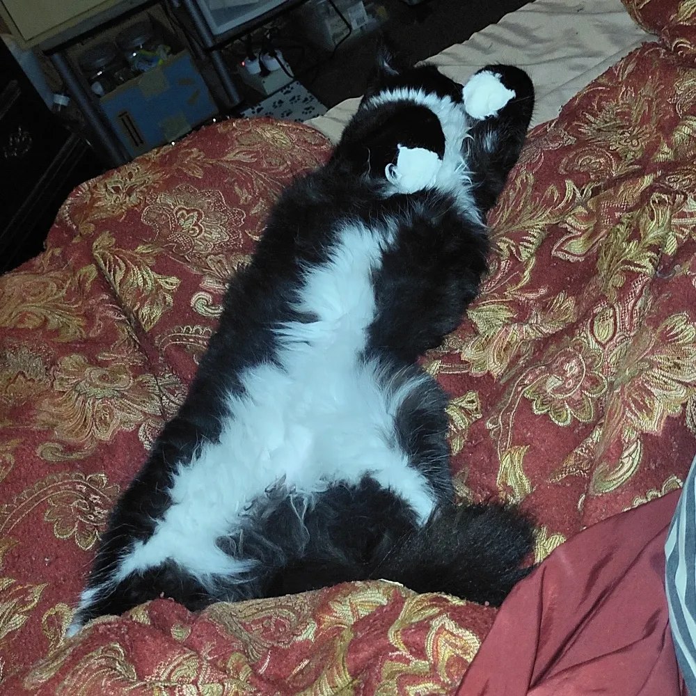 forrizzle.bsky.social's profile picture