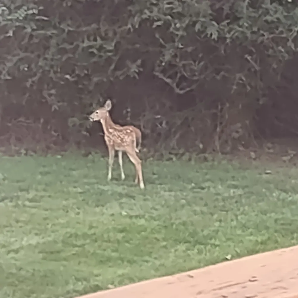 baseballgirl1971.bsky.social's profile picture