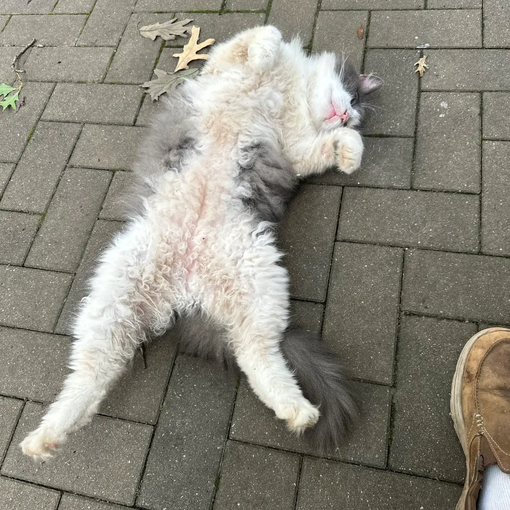 noslip.bsky.social's profile picture