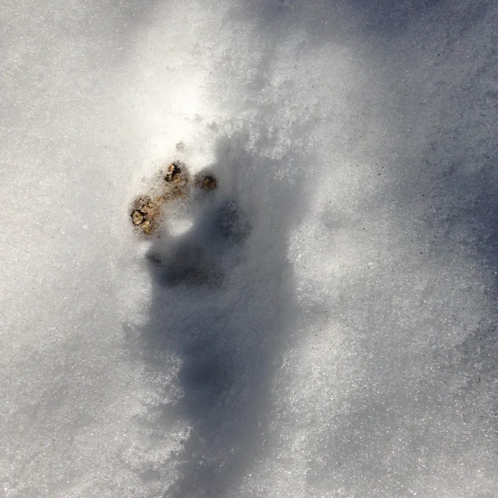 mosshenry.bsky.social's profile picture