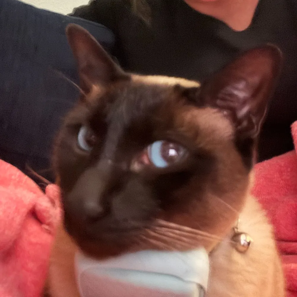 monisg.bsky.social's profile picture