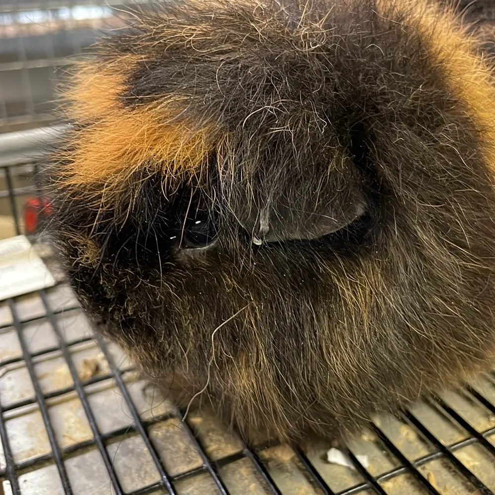 cave-cavy.bsky.social's profile picture