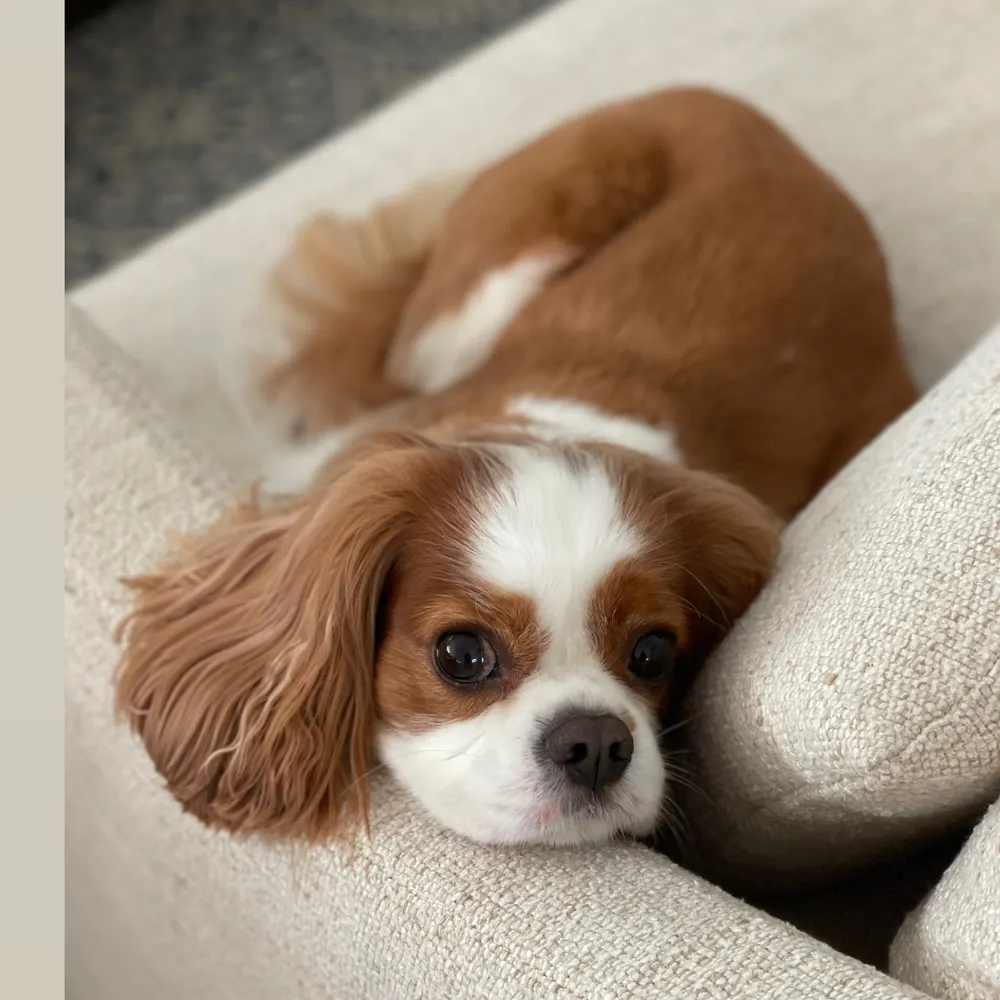 loveismyreligion.bsky.social's profile picture