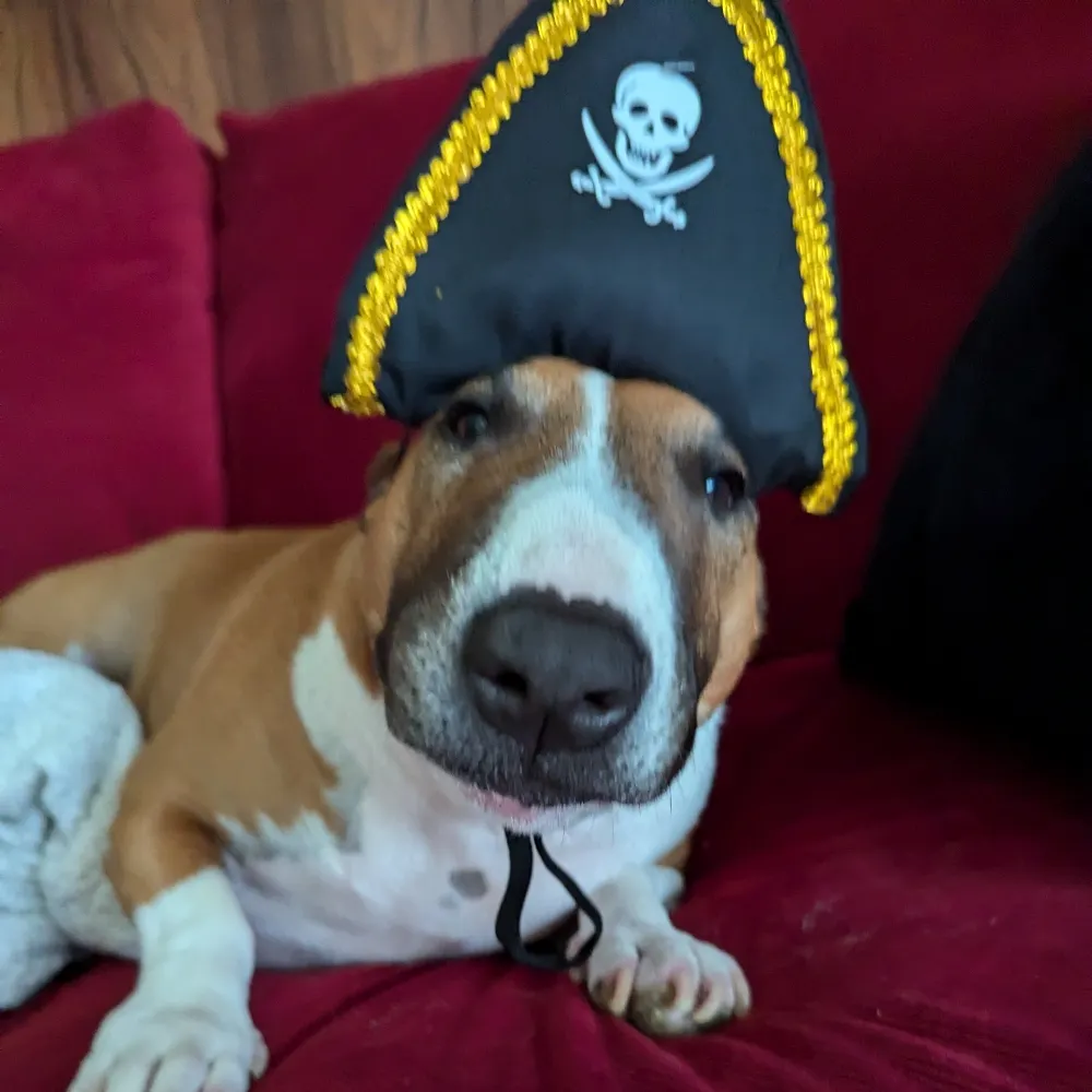 dischord23.bsky.social's profile picture