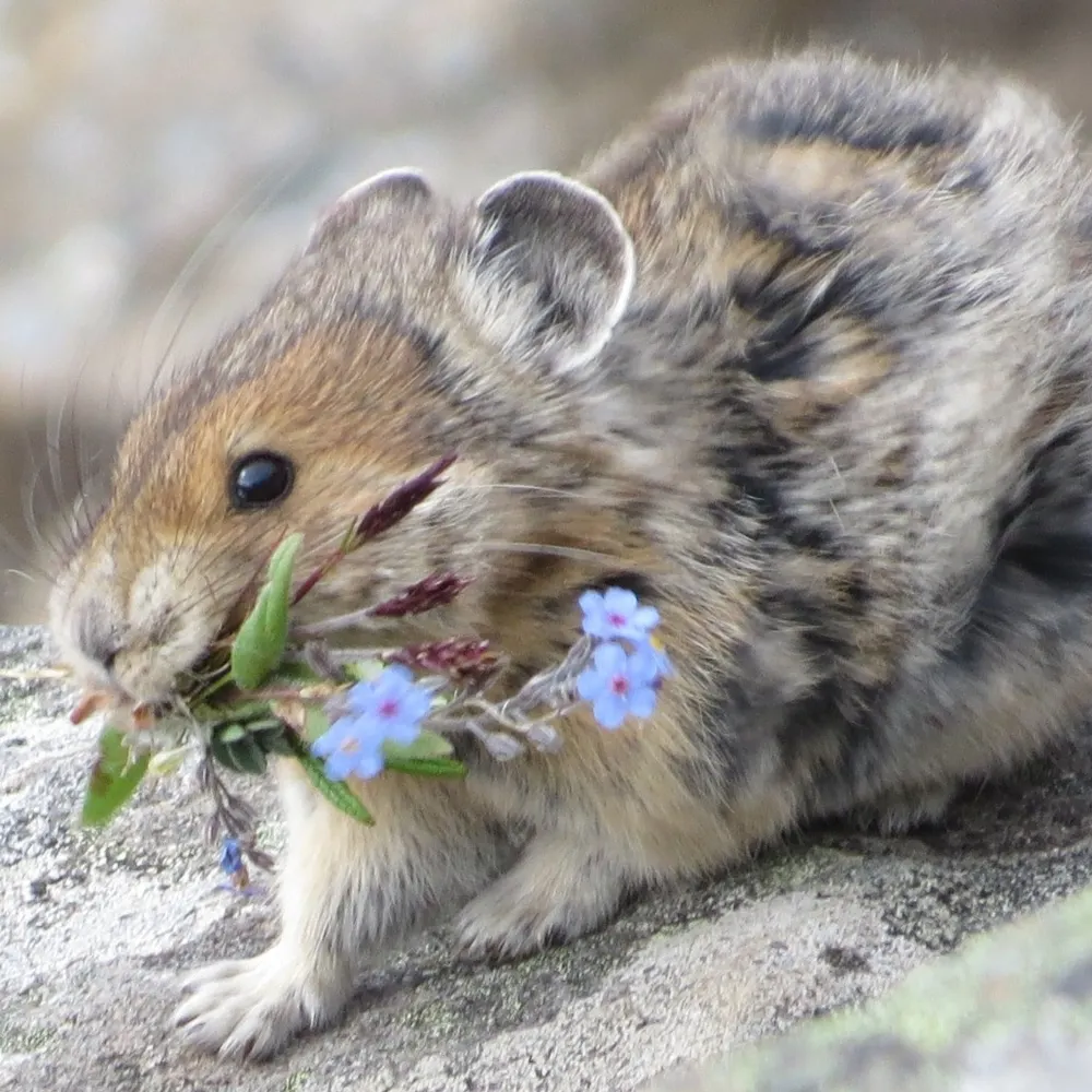 daisy--chain.bsky.social's profile picture