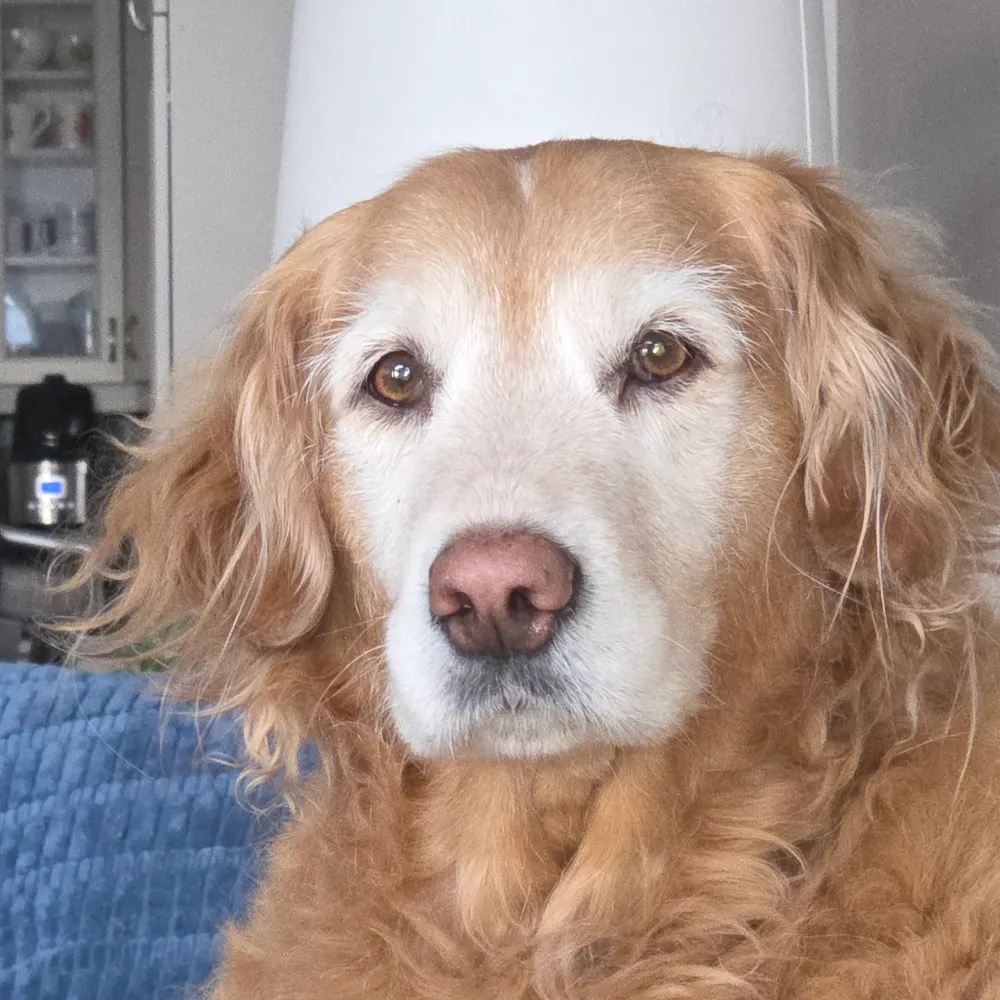 originalgoldengirl.bsky.social's profile picture