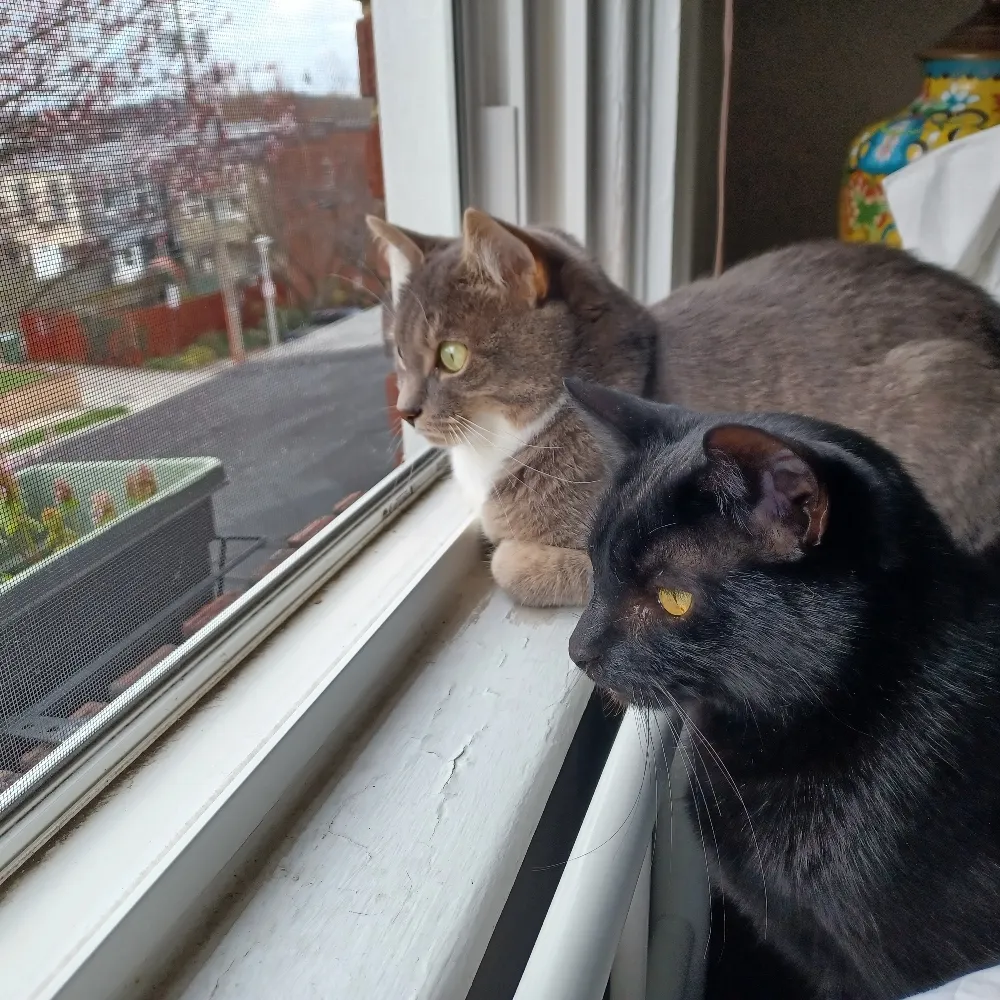 tulycat.bsky.social's profile picture