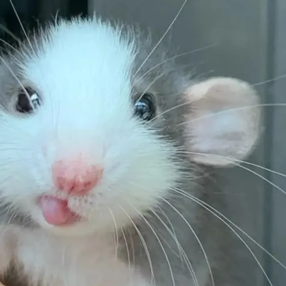 szelangowski.bsky.social's profile picture