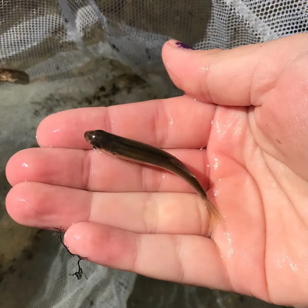 cecit.bsky.social's profile picture