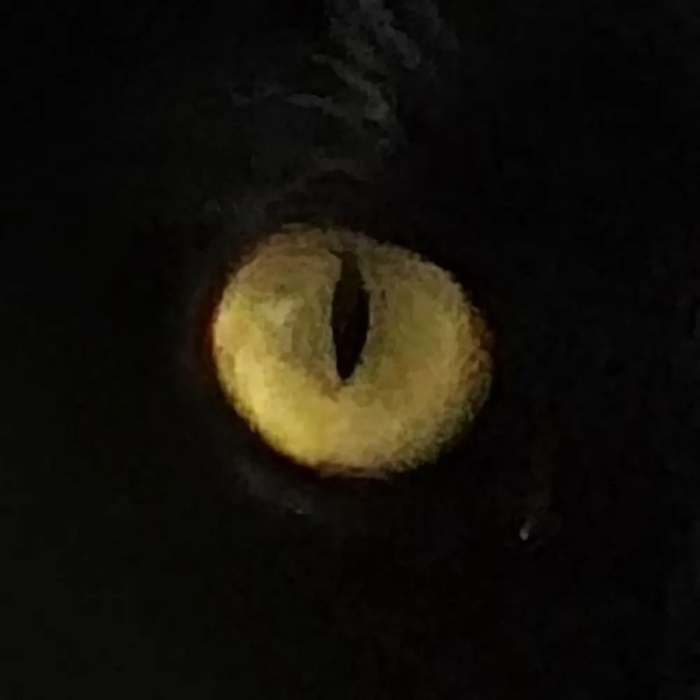 birdwomanz.bsky.social's profile picture