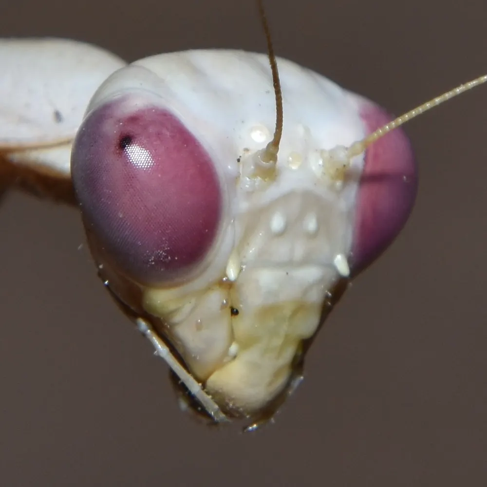 antarcticempire.net's profile picture