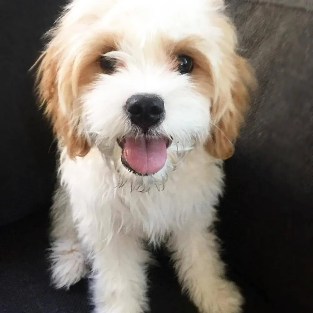 cavapoofan.bsky.social's profile picture