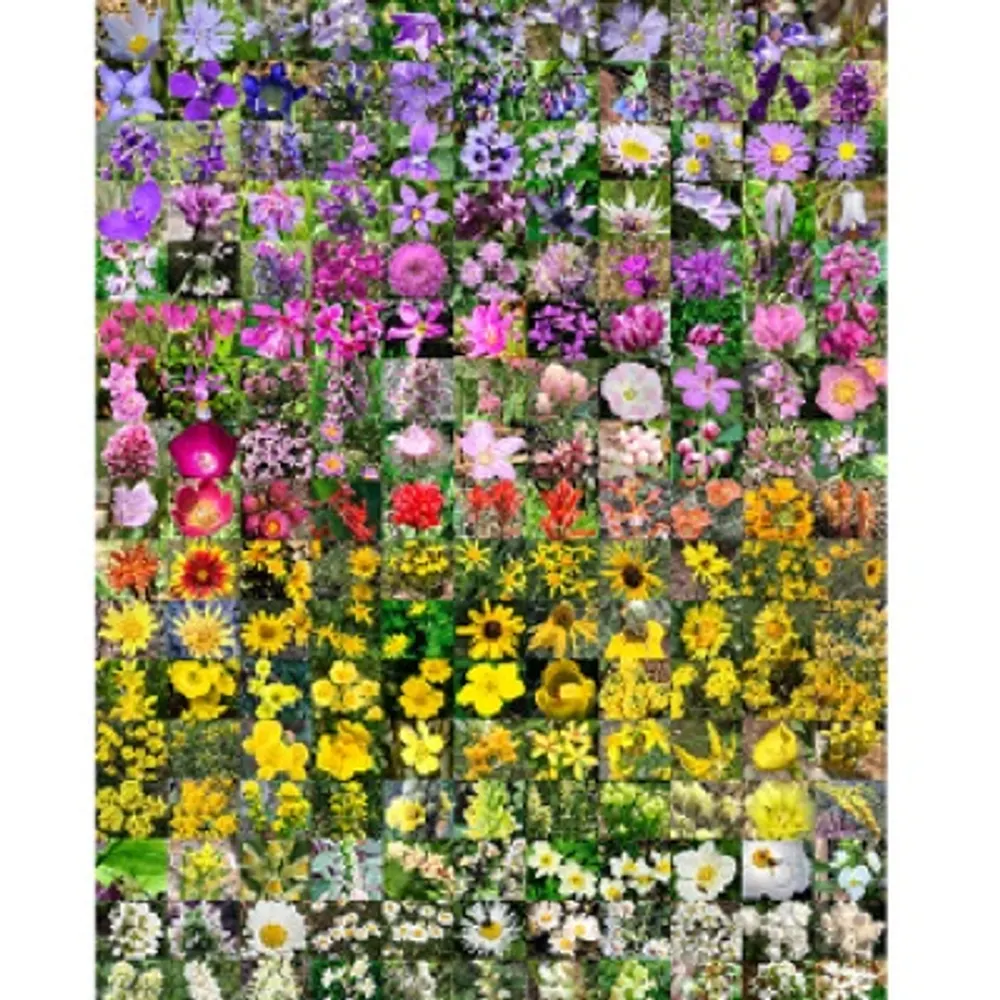 frwildflowers.bsky.social's profile picture